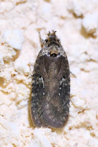 Réf. 305 441 : Agonopterix purpurea